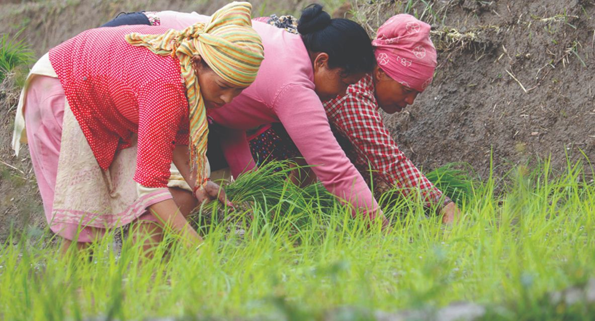 ८० प्रतिशत बीउविजन निजी क्षेत्रबाटै आपूर्ति